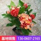 五彩仙丹龙船花庭院阳台绿植销工程绿化苗木摆花观花盆栽