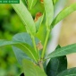 龙船花 仙丹 五彩五彩仙丹 基地种植 苗圃批发 量多价少 盆栽